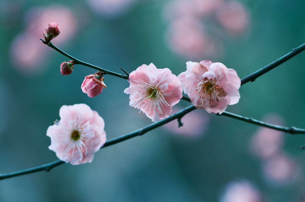 孩子英语写作提分利器：7篇“我的梦想”小学英语作文