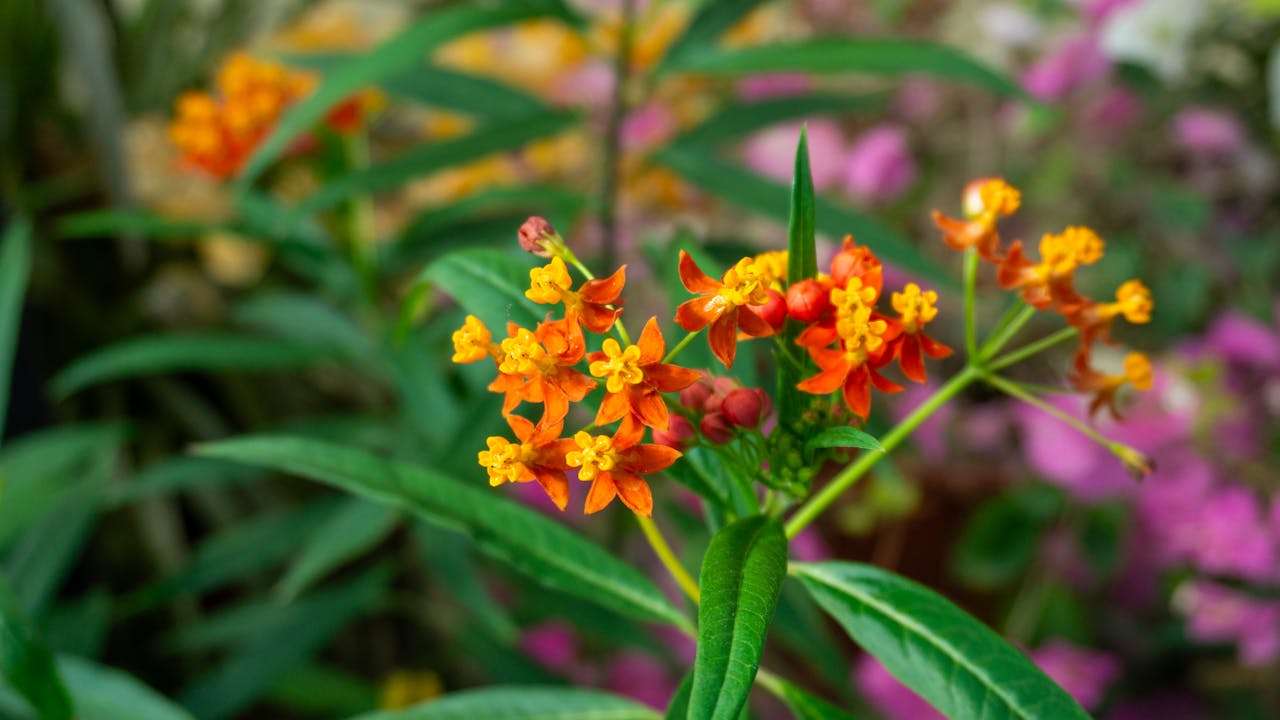 小学英语作文模板：我的生日英语作文7篇，轻松写出精彩故事