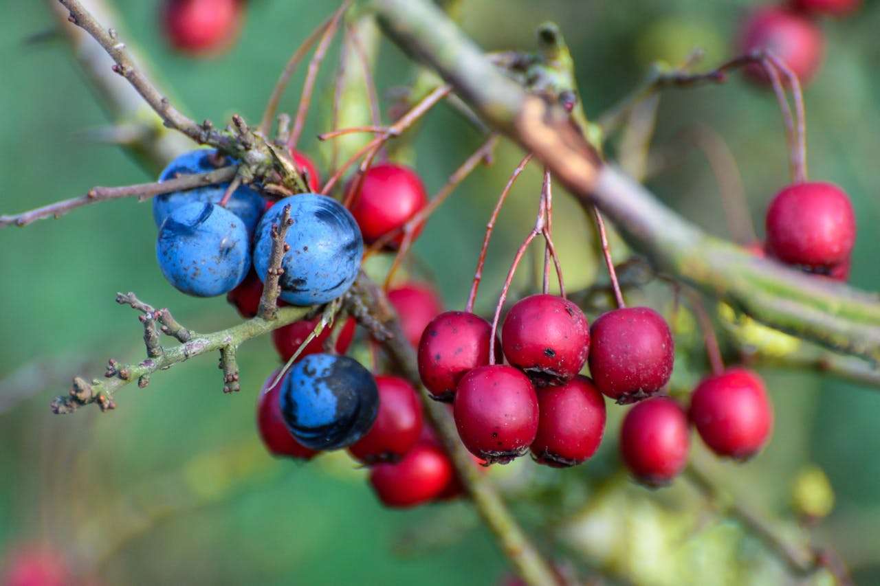 我的未来计划：初中英语作文5篇+写作思路解析