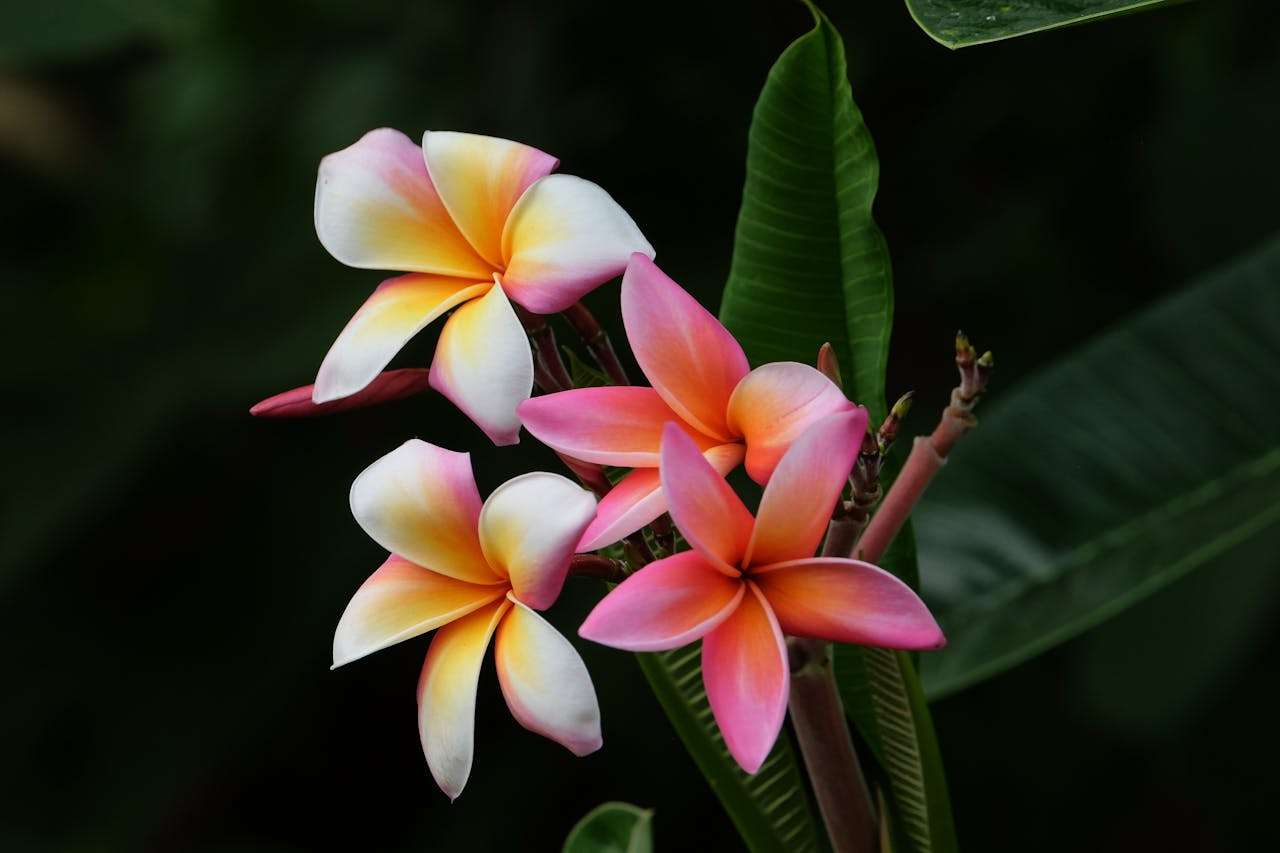 如何学好英语：4篇初中生英语学习经验作文 