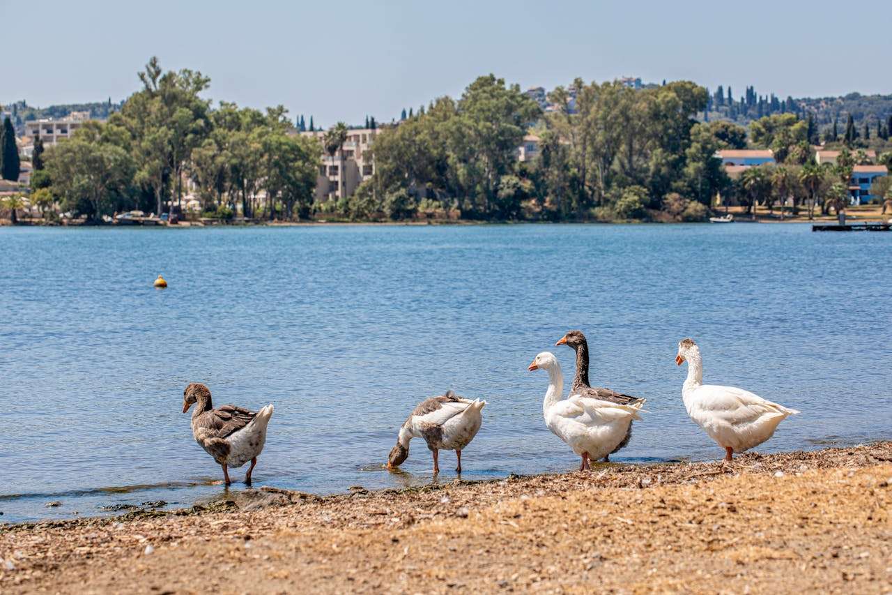 未来计划英语作文3篇：初中生如何写好“我的暑假计划”和“我的新年计划”