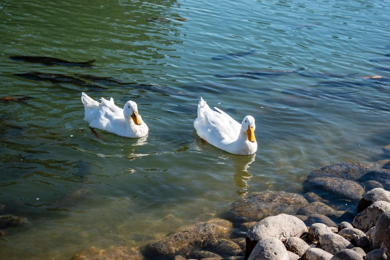 环保主题英语作文3篇：初中生如何写出有深度的环境保护文章