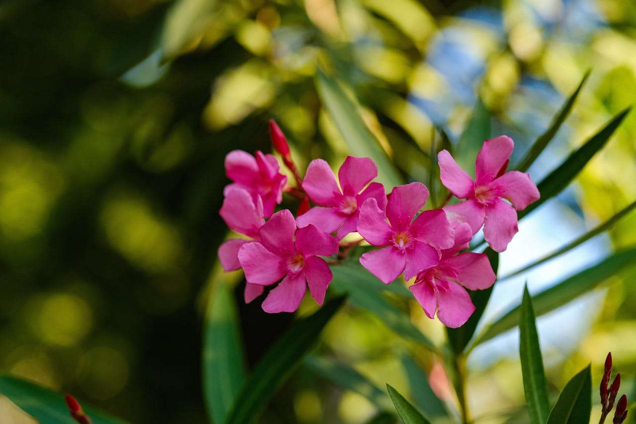 校园生活英语作文4篇：从课堂到课外活动，全面覆盖常考话题