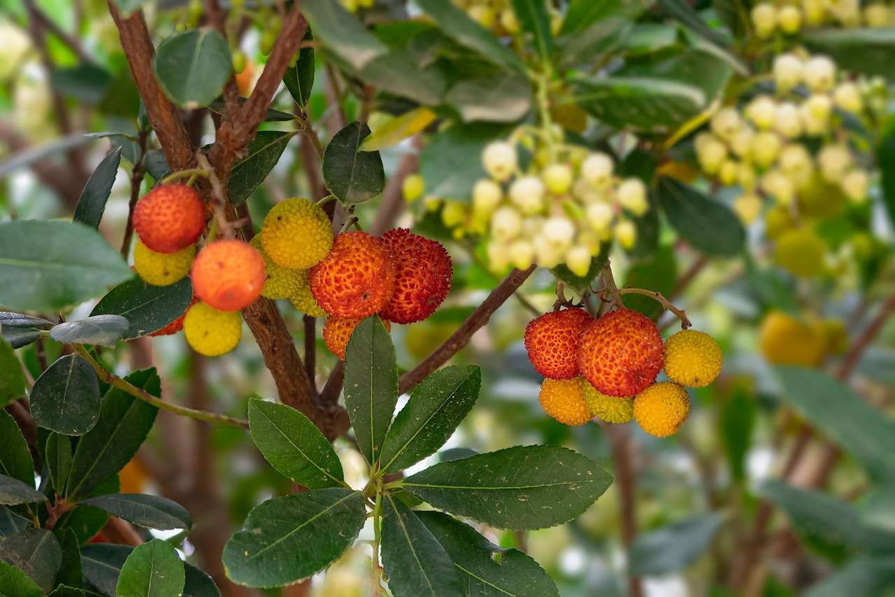 未来计划英语作文5篇：初中生如何写好“我的打算”