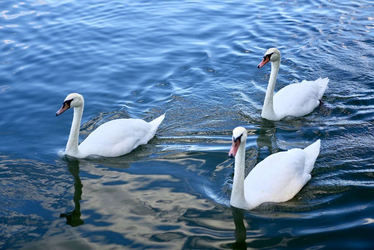 初中英语作文话题大全：环保、科技、节日与健康生活
