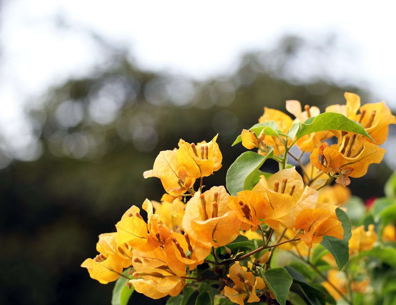 我的梦想职业：3篇初中生必看的英语作文+写作思路指导