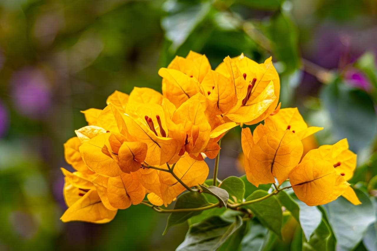 初中英语作文10篇：满分写作模板+中英对照与技巧解析