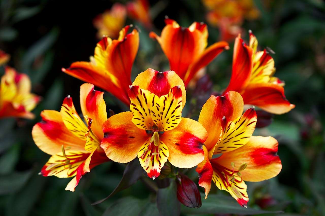 一次难忘的经历：4篇初中英语作文+写作指导