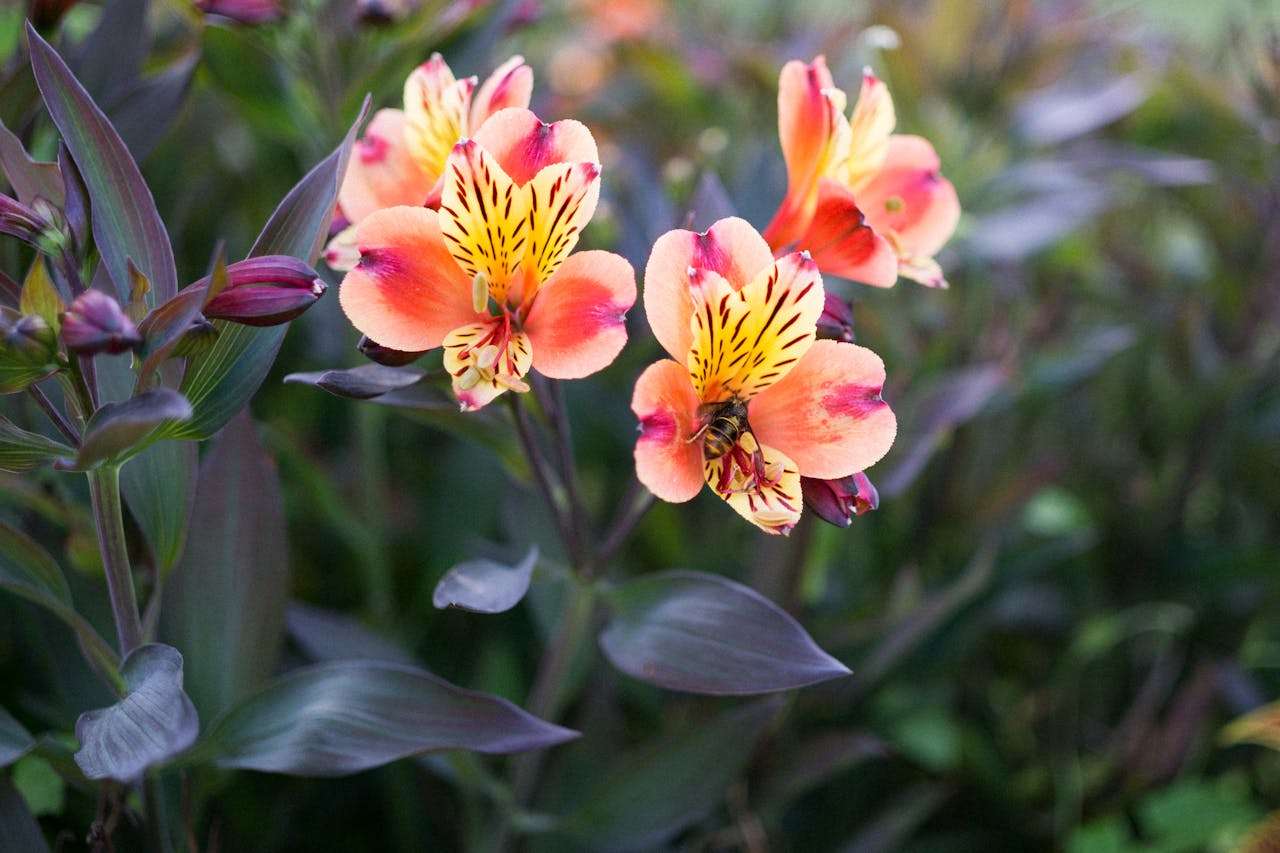 我的好朋友：3篇初中英语作文模板+翻译与重点句型