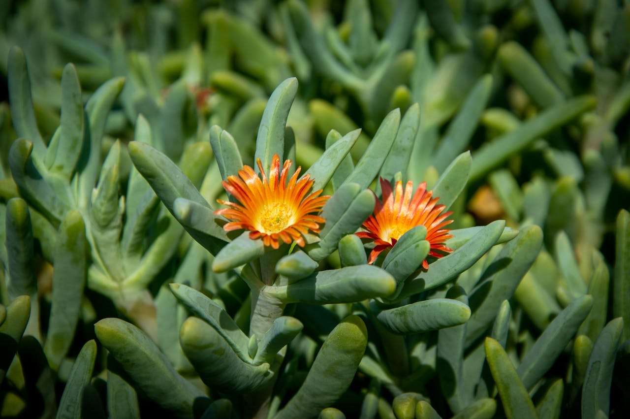 校园生活英语作文5篇：初中生必看的高分写作范例