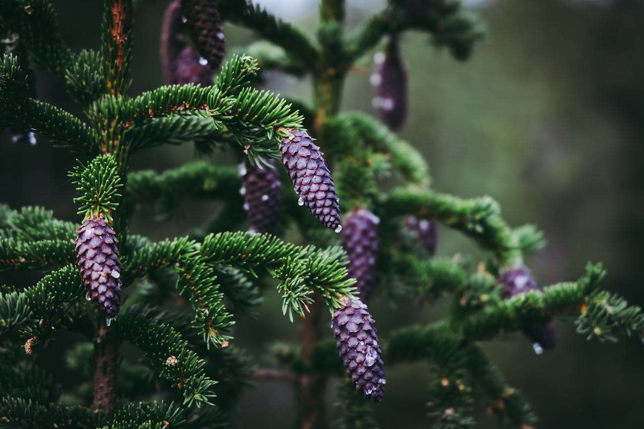 中考必背！5篇高分初中英语作文模板+中文对照