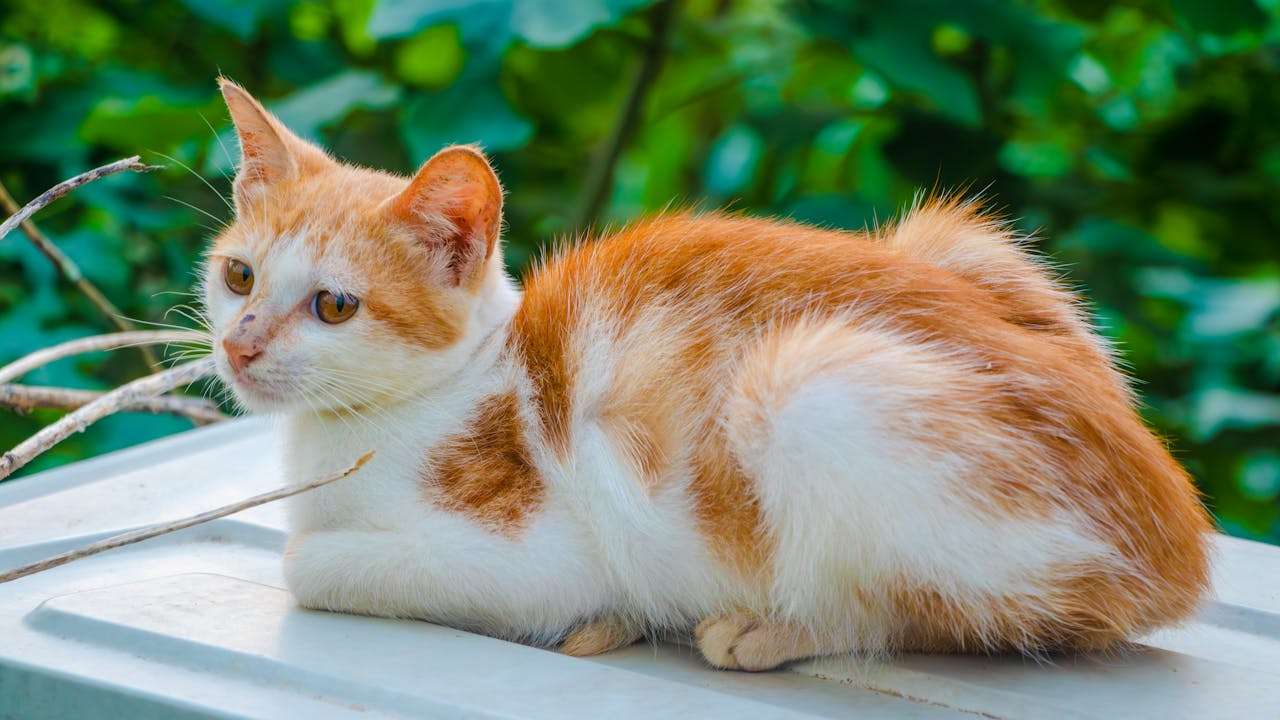 我喜欢的动物英语作文5篇：可爱又高分的写作范例