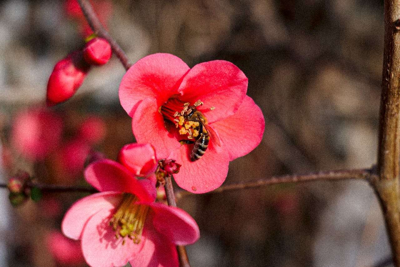 英语作文如何写出诗意？三篇经典美文修辞手法全解析