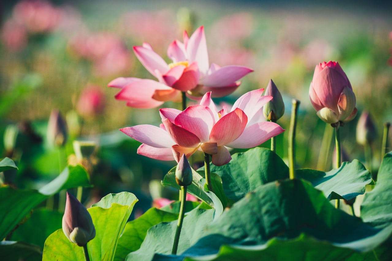 英语作文如何写出文学感？向经典美文学修辞与结构