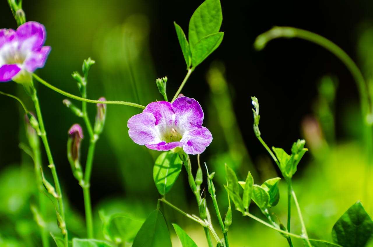 我的梦想小学英语作文5篇+翻译与励志点评