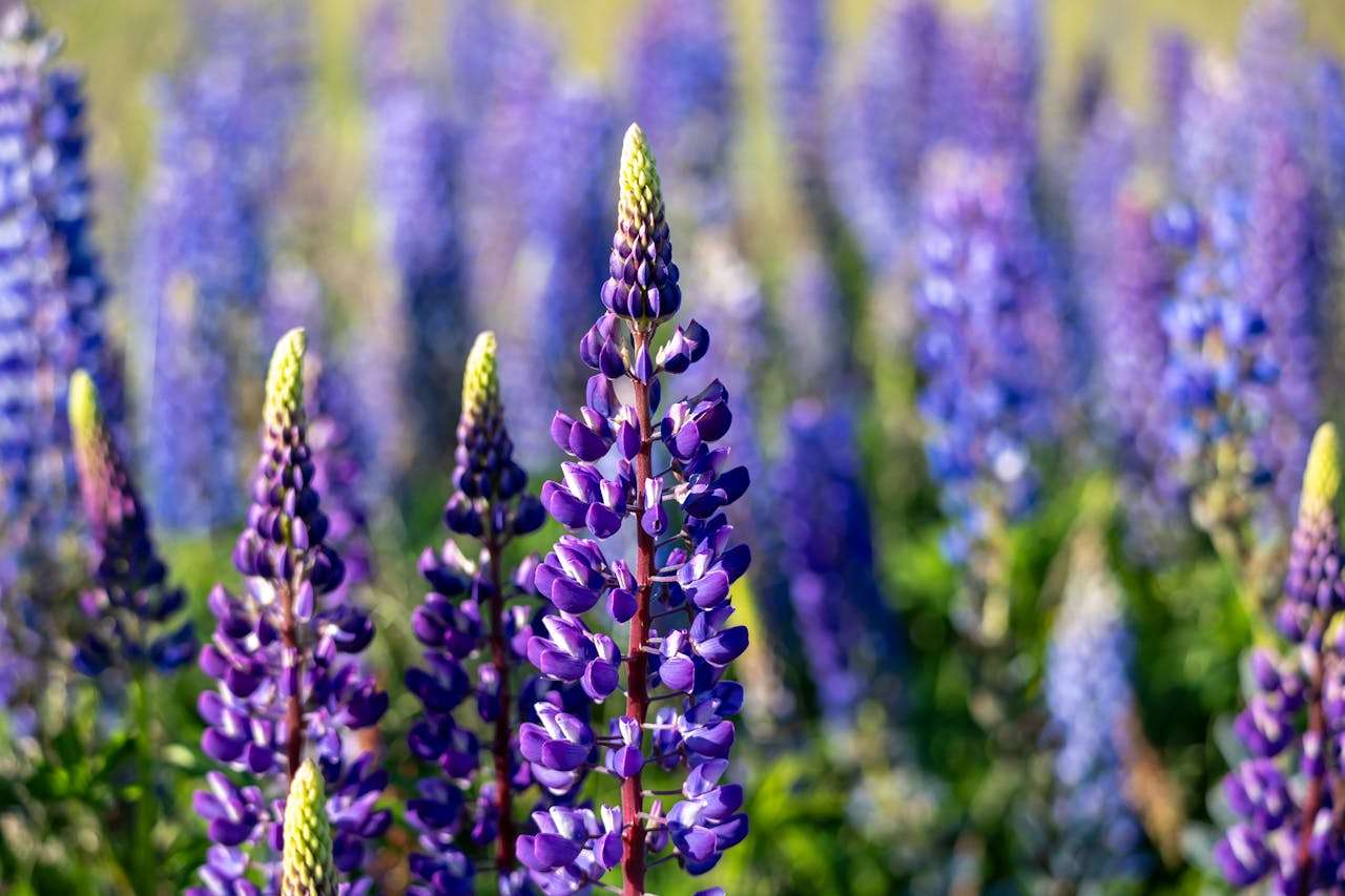 我的家庭小学英语作文6篇+翻译与句型解析