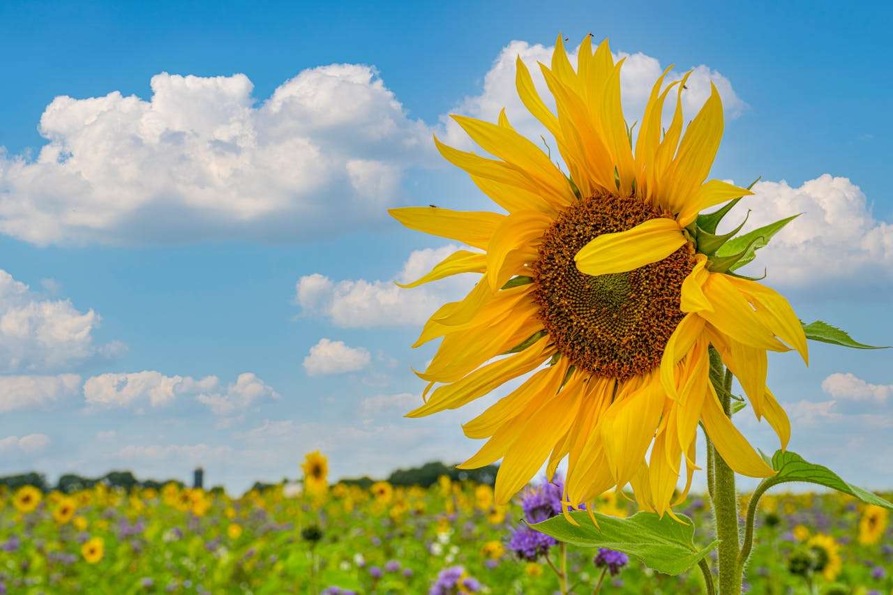 小学生英语作文我的暑假生活：英语作文3篇+翻译与写作技巧