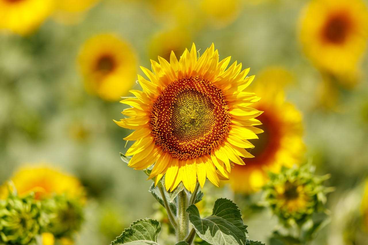 开发信怎么写？5个高回复率英文开发邮件模板分享