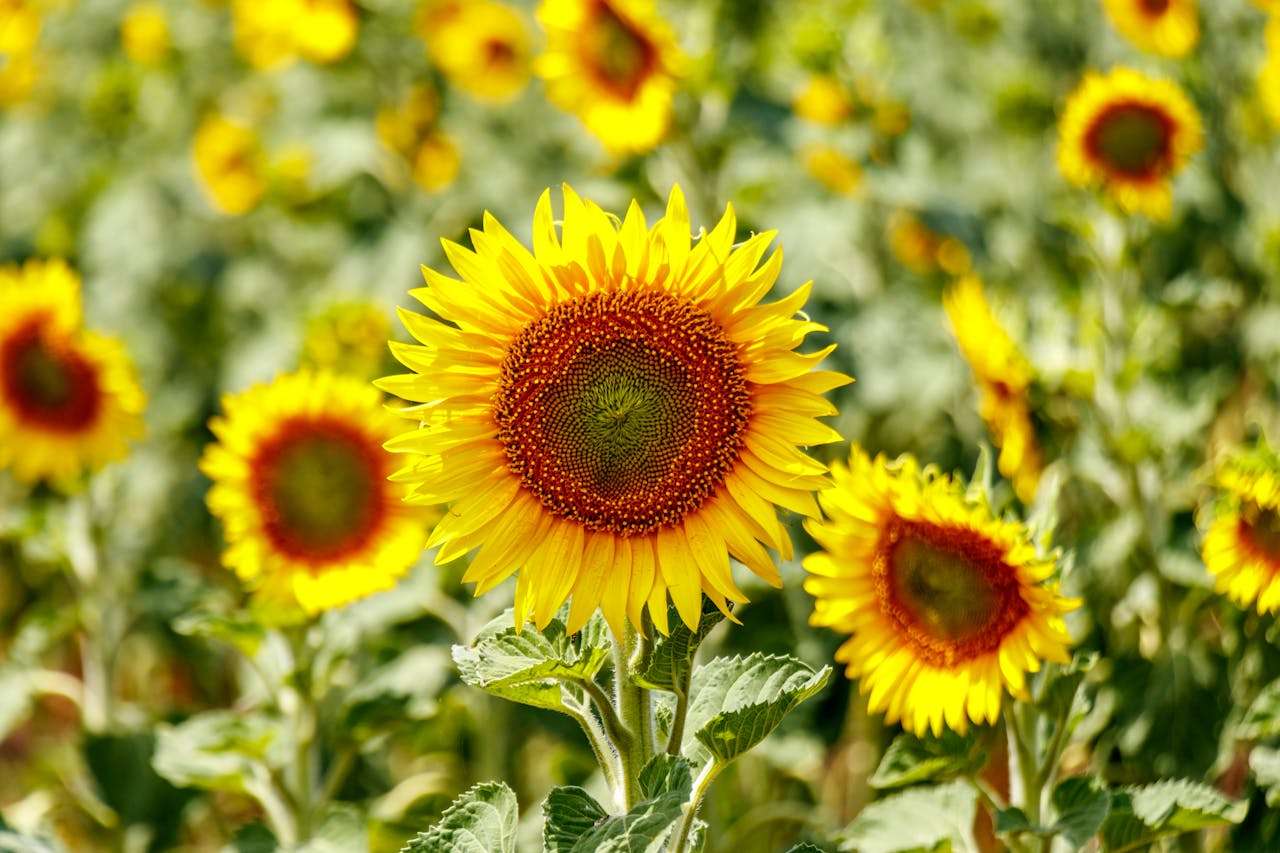 客户迟迟不回复？试试这6个高回复率英文跟进邮件模板