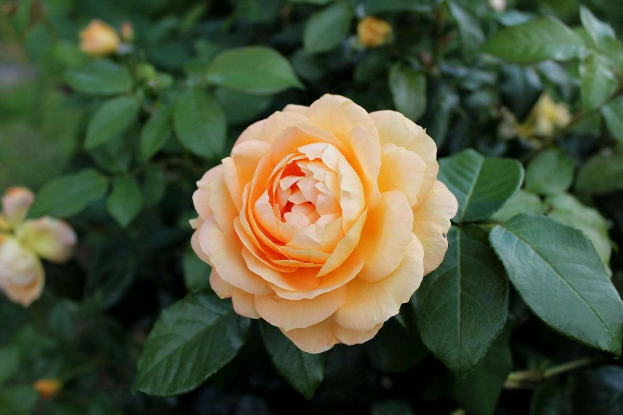 节日营销怎么做？6个英文节日促销邮件模板提升转化率