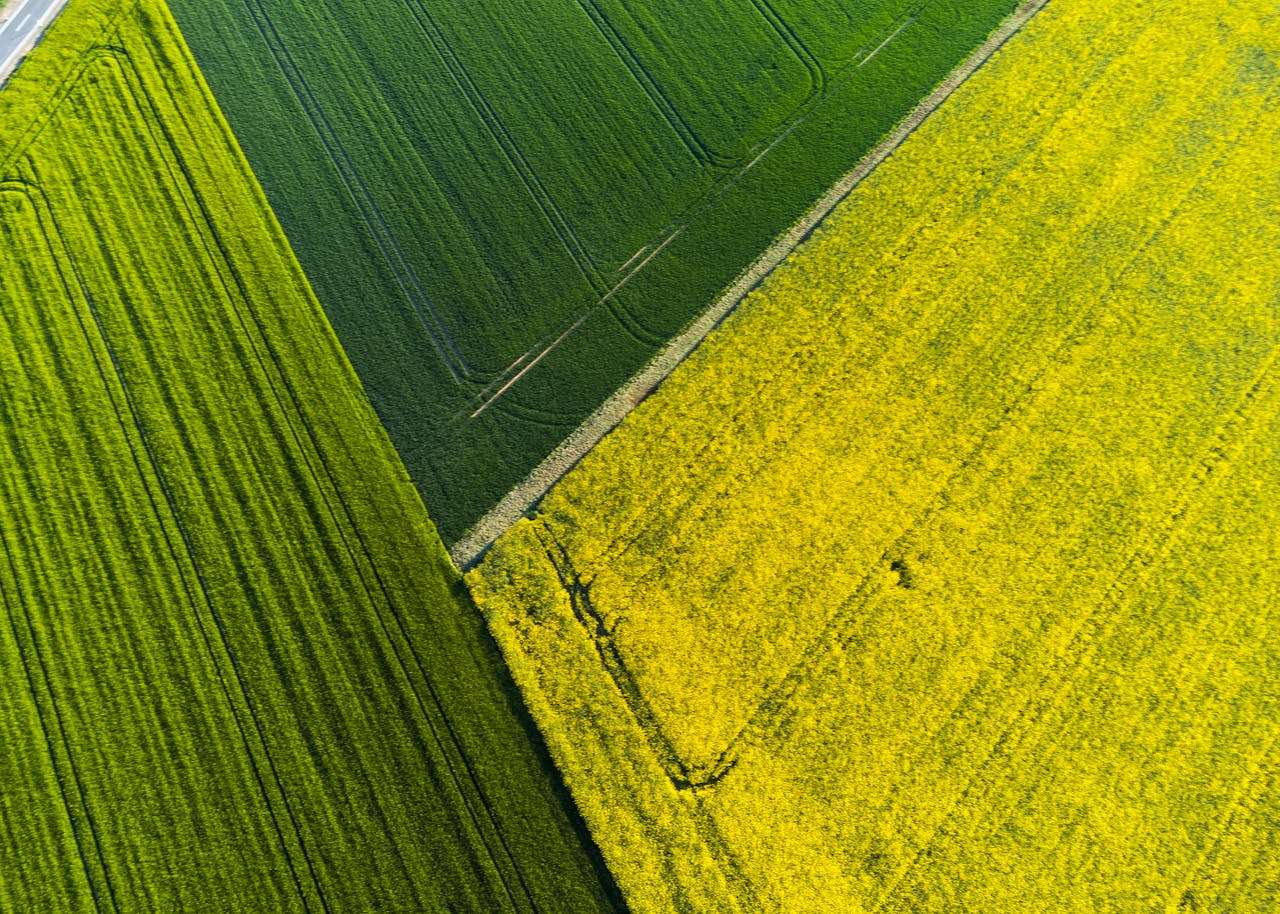 我的理想大学：3篇感人至深的英语作文 