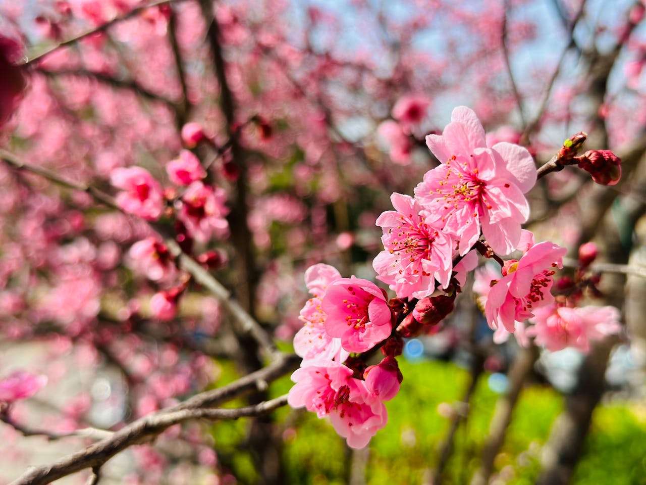 高中英语作文10篇：高分写作技巧+中英对照解析