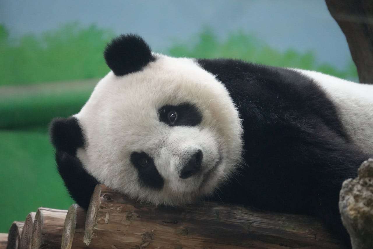 我喜欢的动物：4篇初中英语作文+生动描写技巧