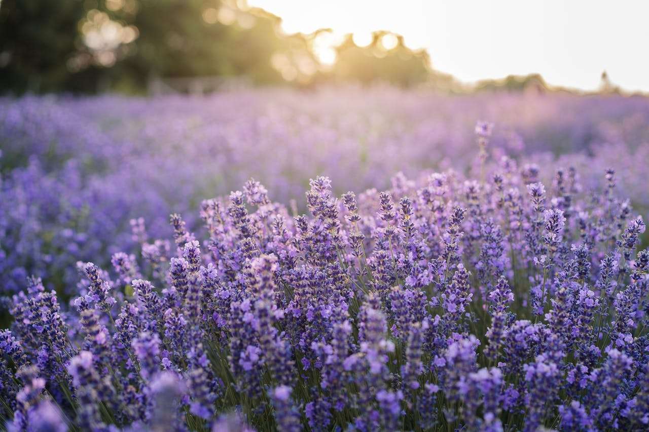 梦想从这里开始：5篇“我的梦想”英语作文分享