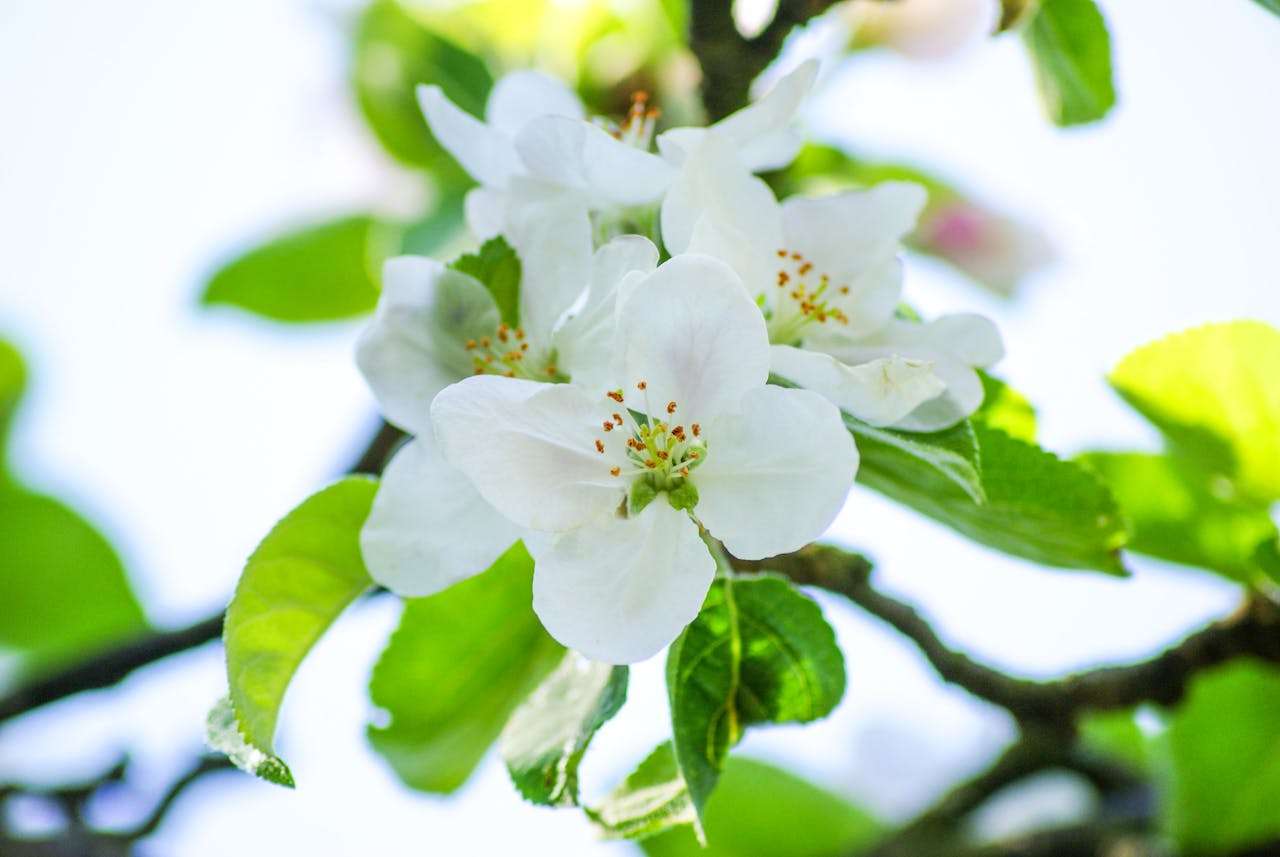 小学英语作文模板：我的梦想范文6篇，启发孩子未来展望！