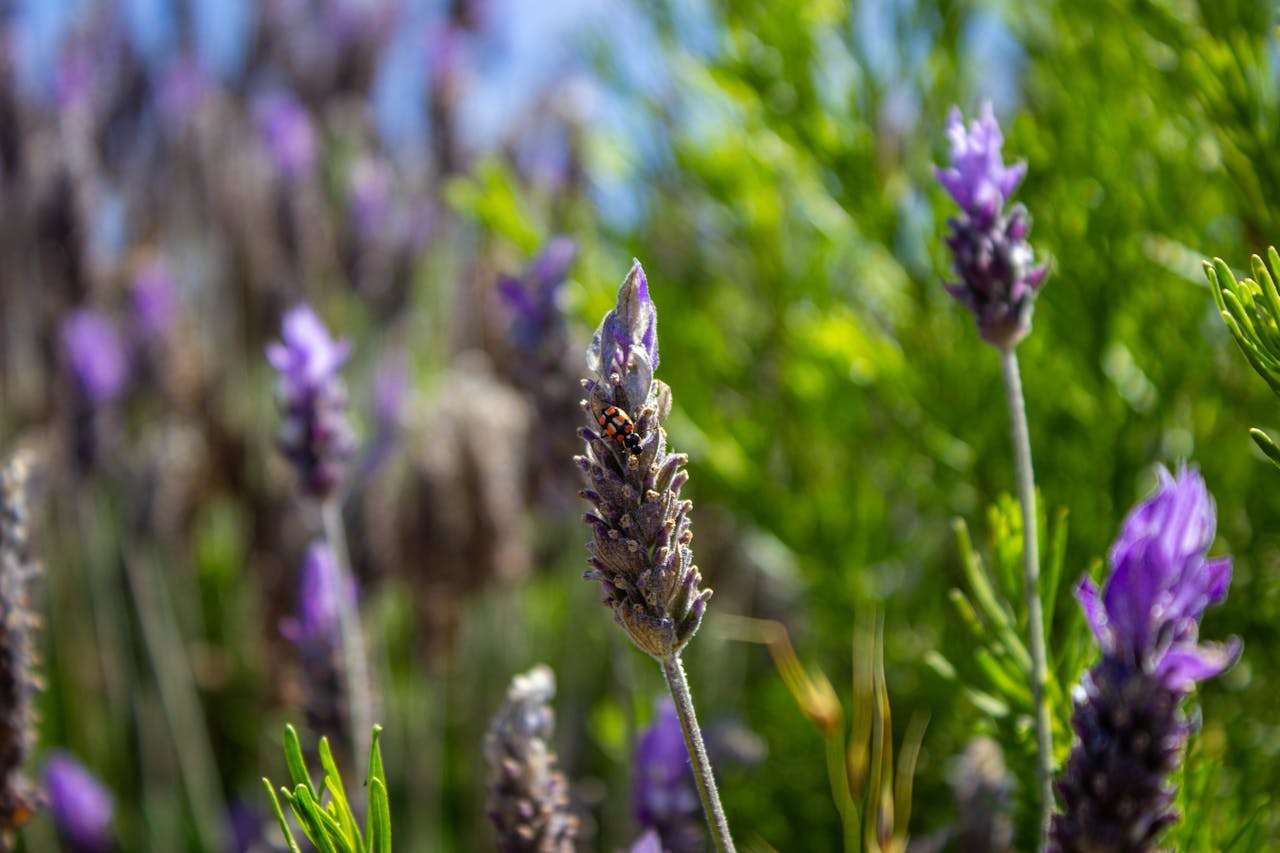 小学生必看！关于“我的家庭”的英语作文7篇，实用又地道