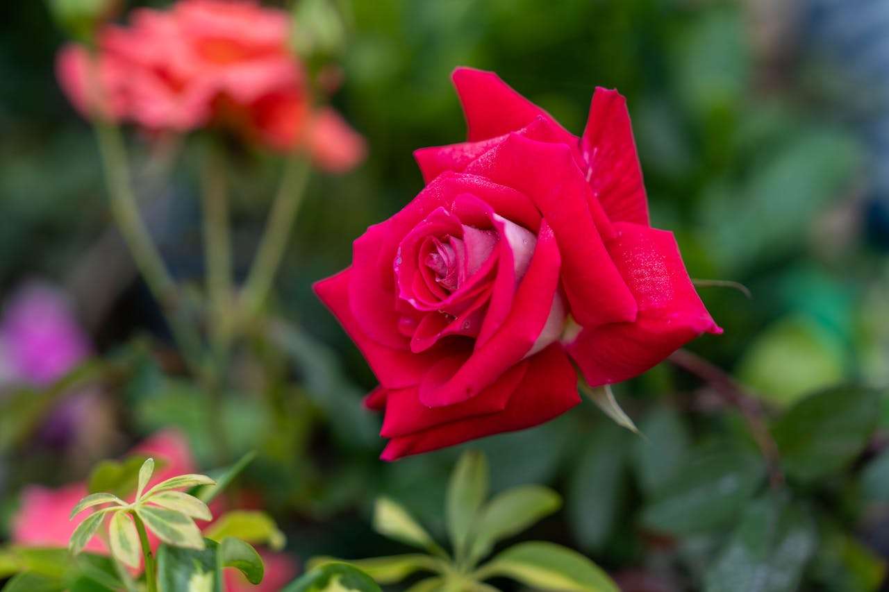 客户迟迟不回复？试试这7个高回复率英文跟进邮件模板