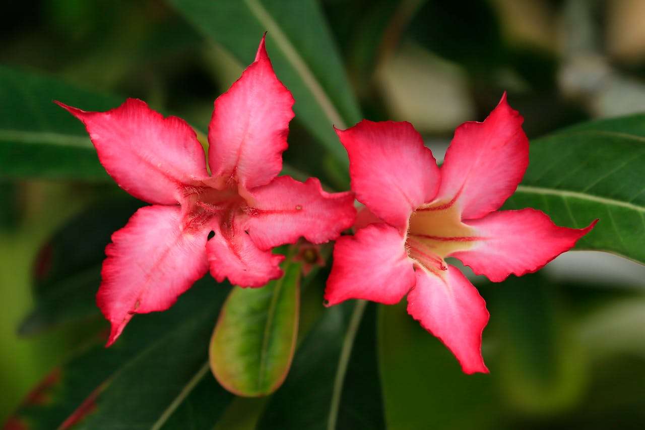 我的未来计划：3篇初中英语作文+目标表达技巧