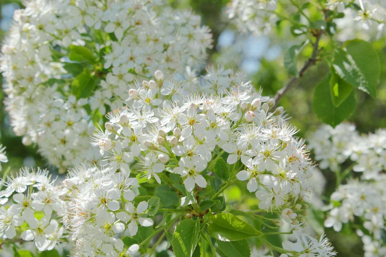 英语美文| Spring in the Country 乡间之春 —— 乔治·吉辛