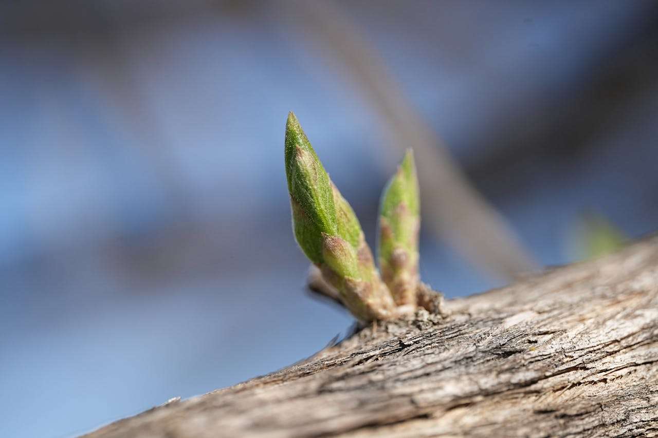 英语早读Day 1｜“默默扎根的人，终有资格美丽” —— 约翰·巴勒斯