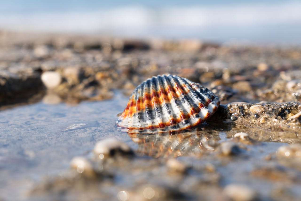 环境保护从我做起：大学英语环保类作文精讲