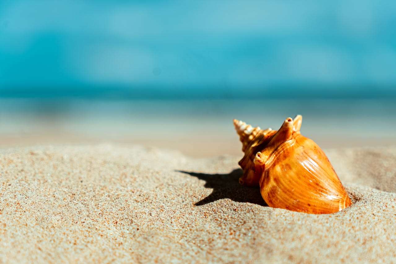 英语早读Day 5｜适合背诵的英文短诗：“一沙一世界” —— 威廉·布莱克