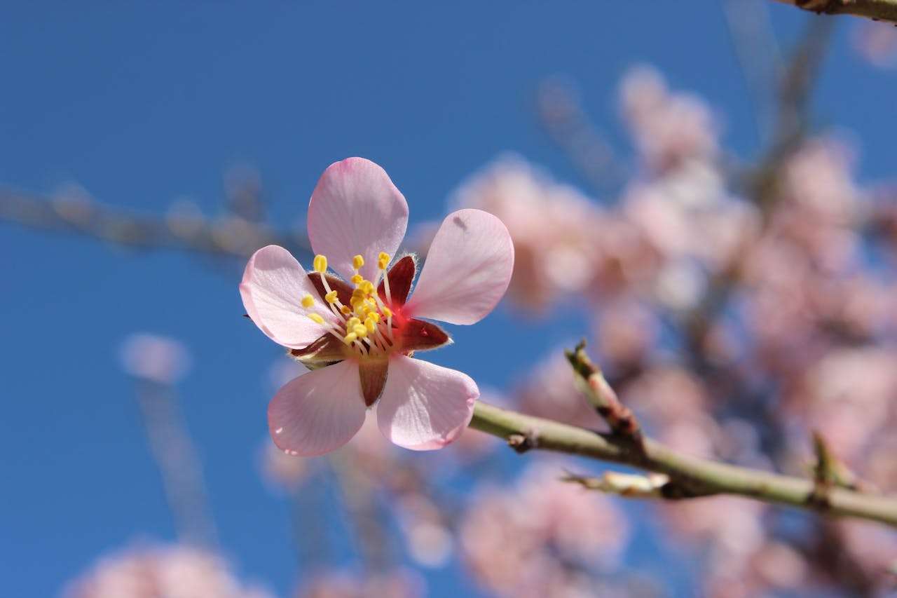 英语美文·双语阅读｜与春天交换秘密