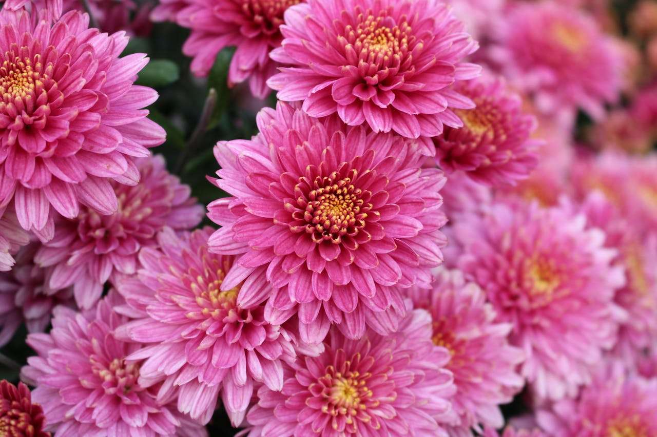 英语美文·双语阅读 | 用英语讲中国传统节日：清明节