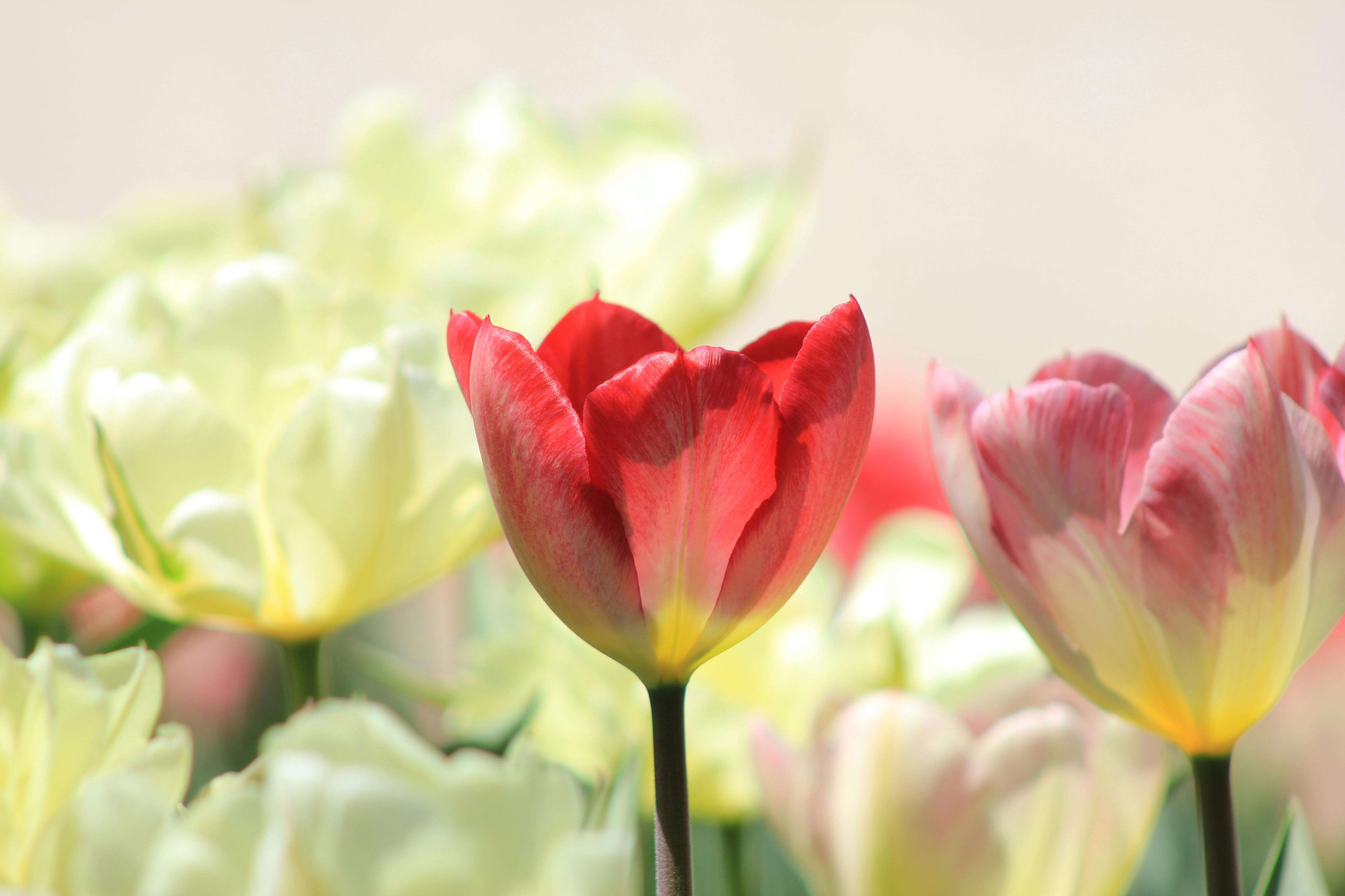 售后服务怎么做？8个英文售后支持邮件模板提升复购率