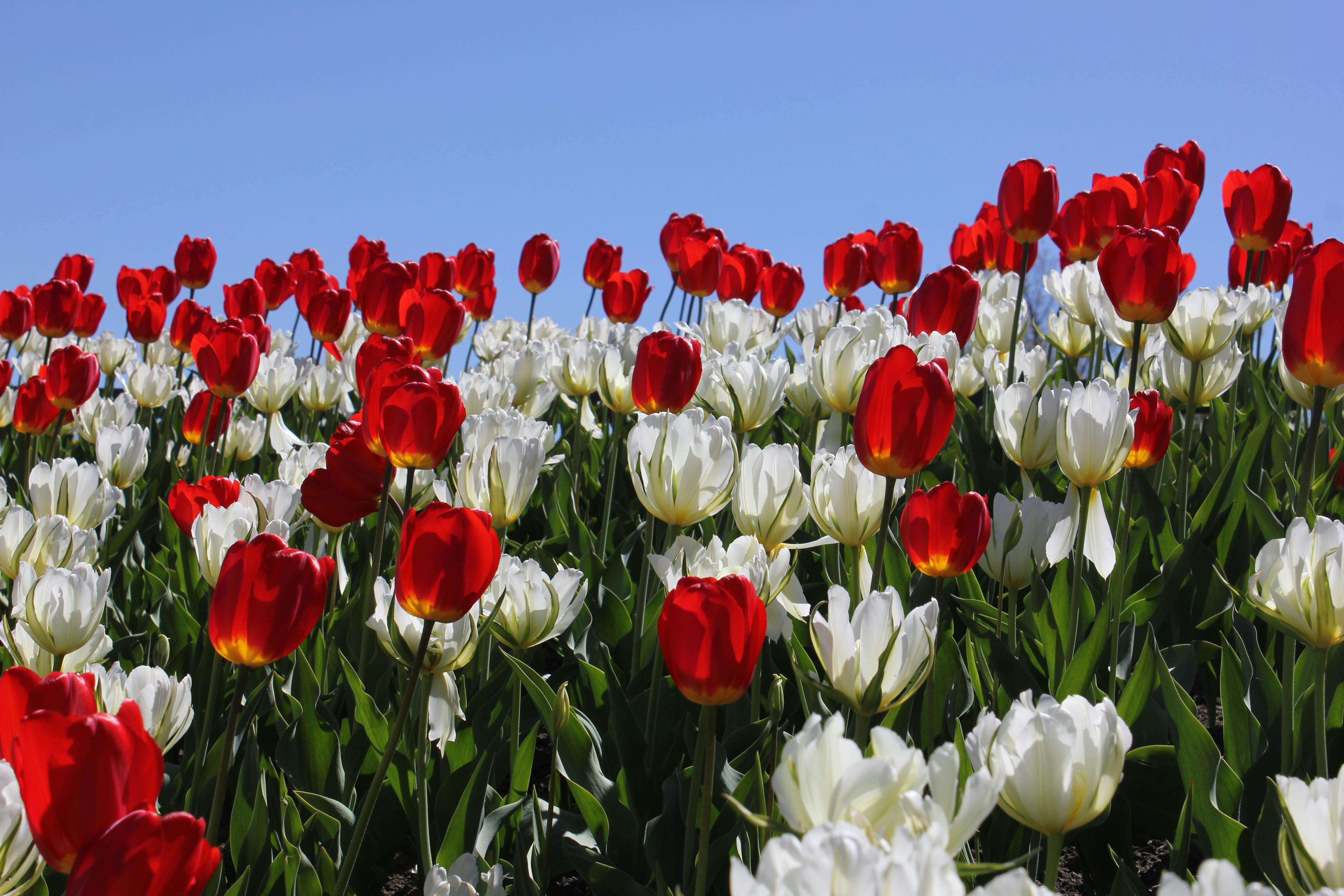 节日营销怎么做？8个英文节日促销邮件模板提升转化率