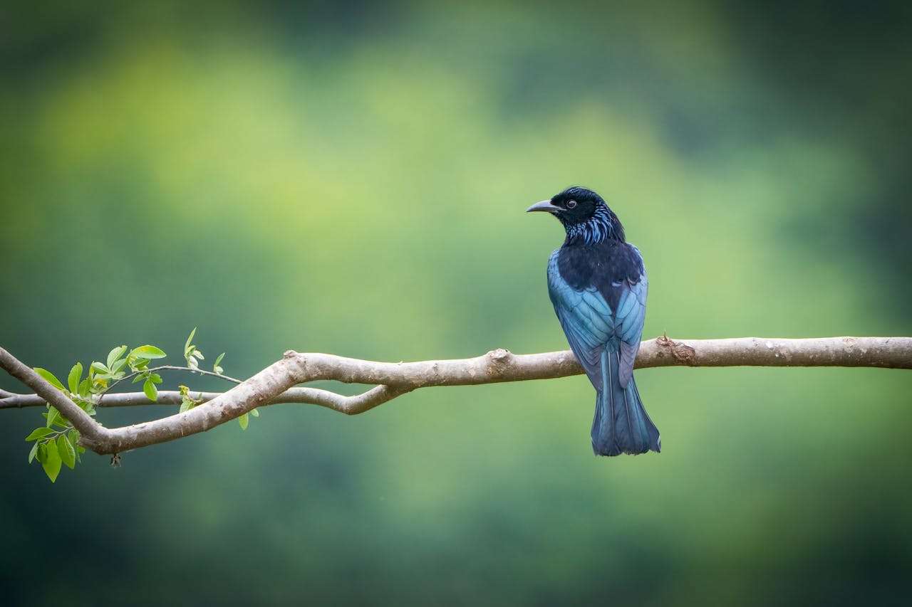 英语早读Day 7｜你的心里，也住着一只爱唱歌的小鸟吗？