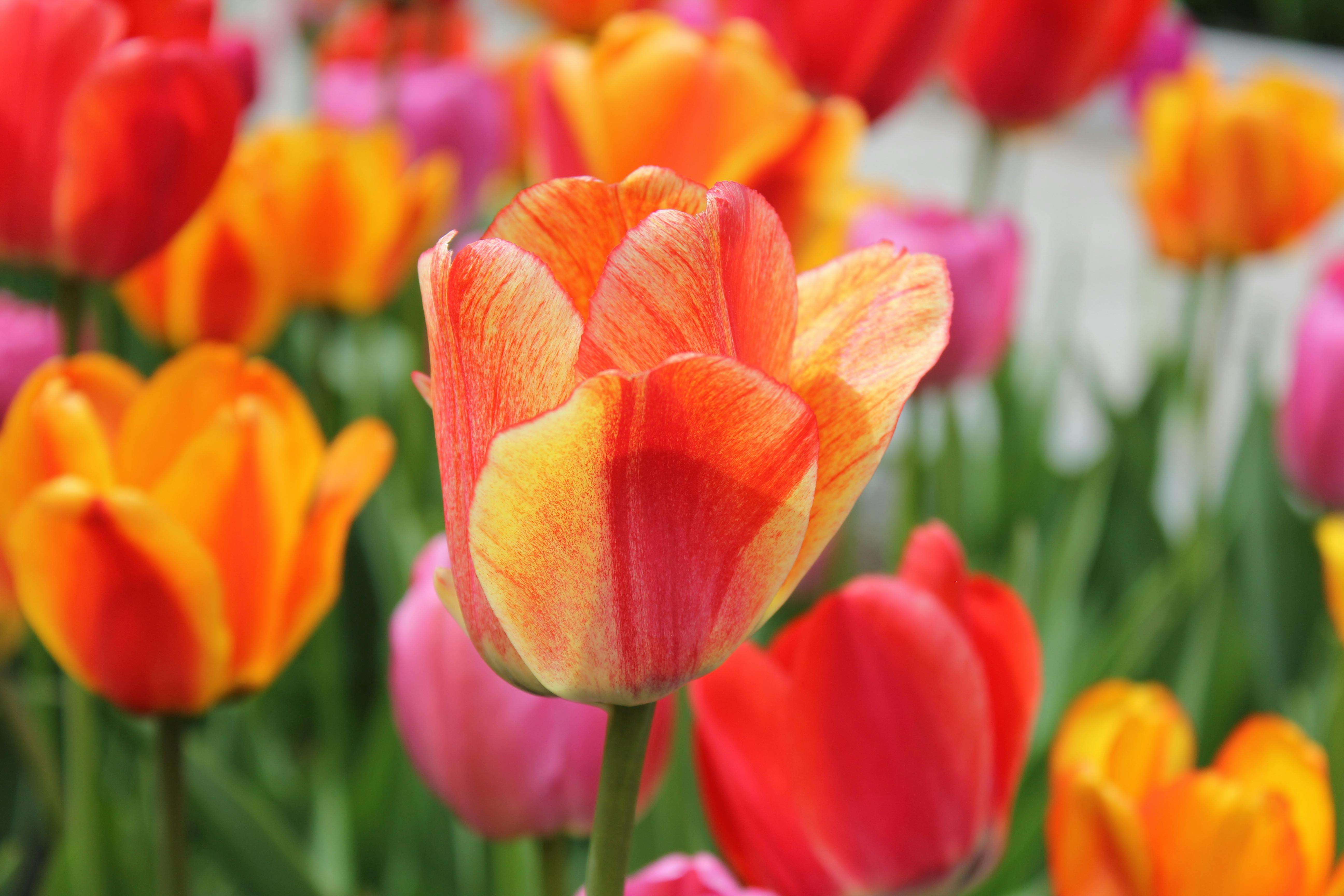 节日营销不发愁：8个英文节日促销邮件模板提升订单量