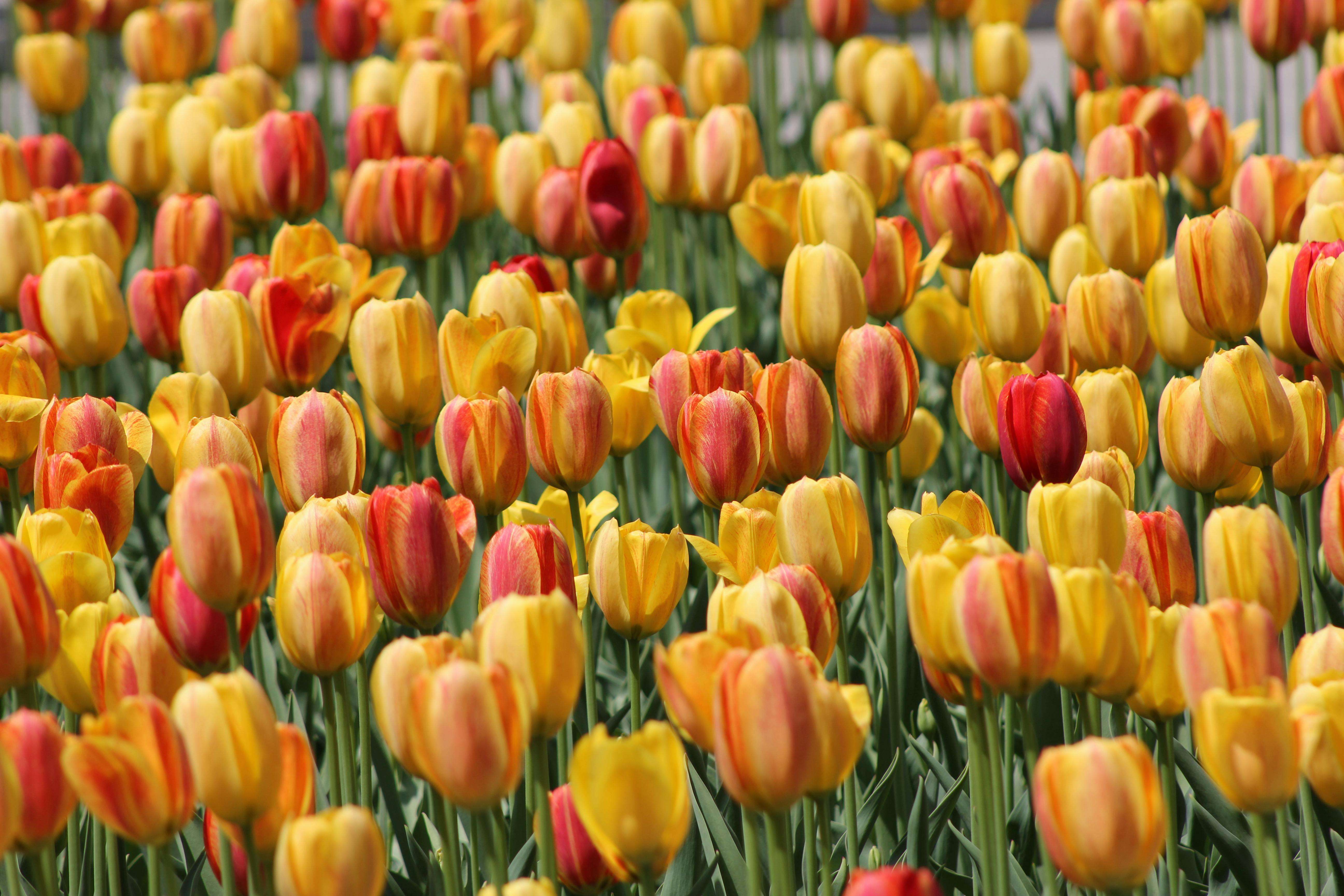 节日营销这样做：8个英文节日问候邮件模板提升客户好感