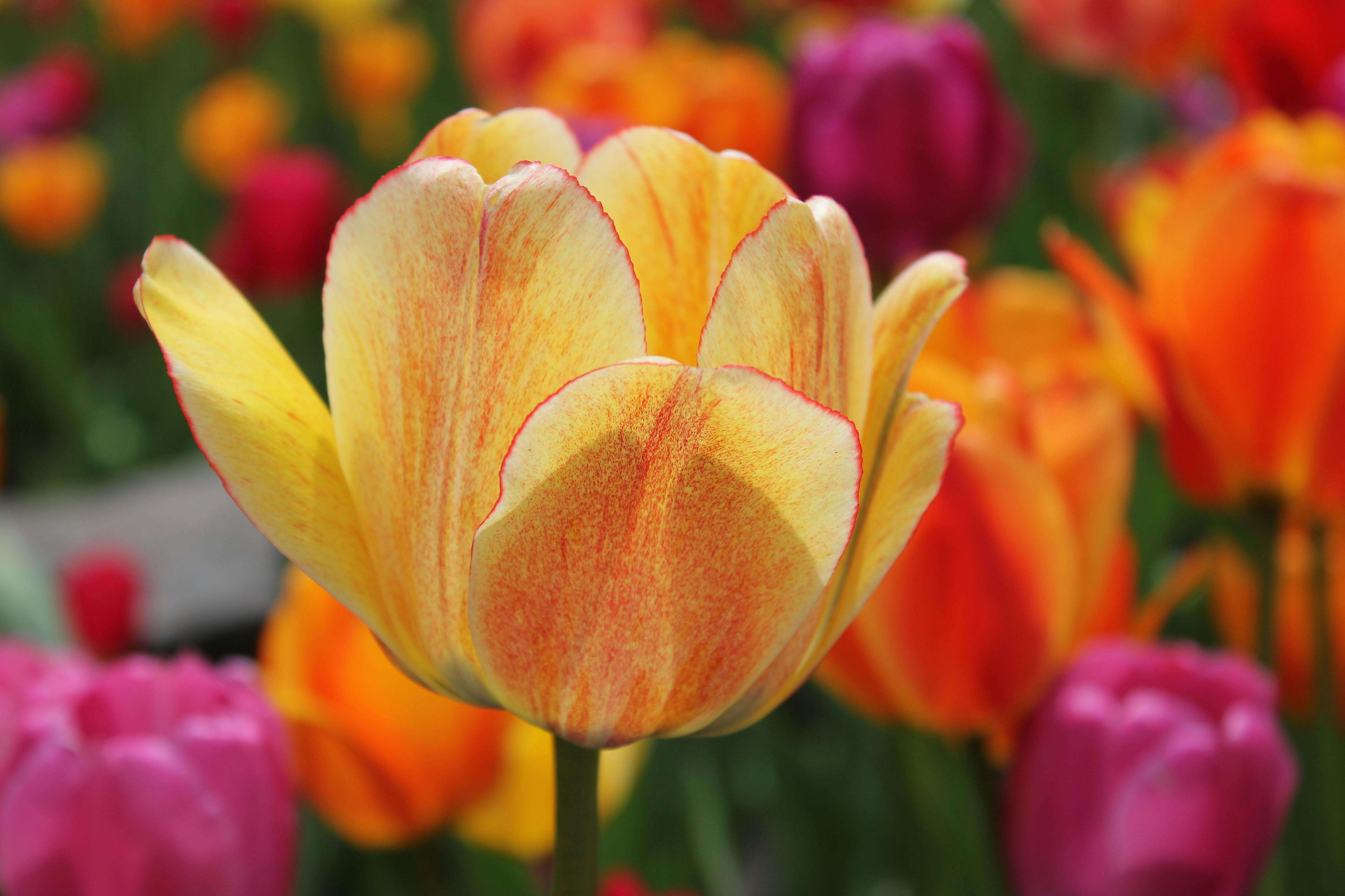 样品寄送全流程：7个英文邮件模板搞定客户申请与跟进