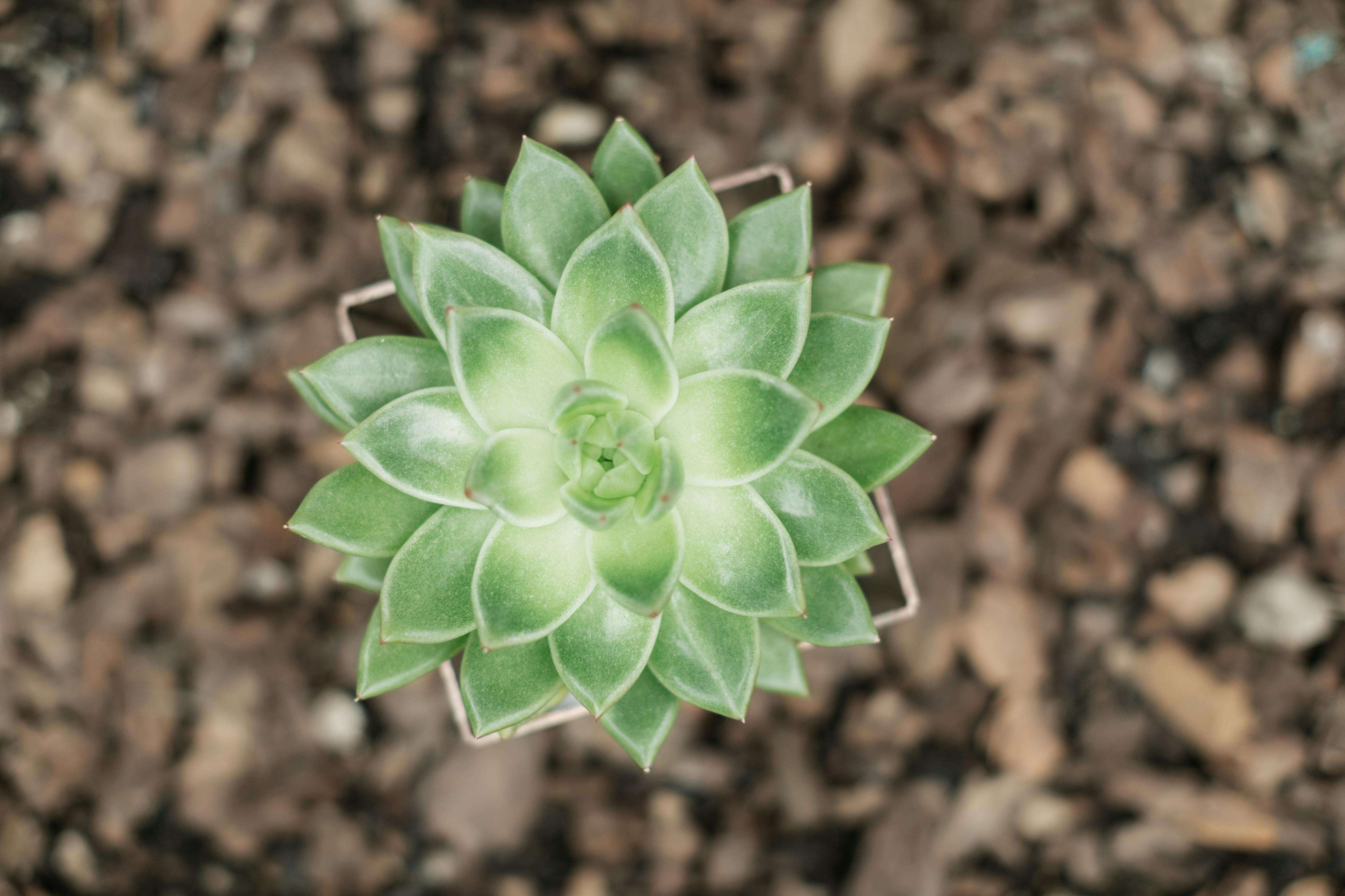 大学生创业的机遇与挑战：四六级热门话题作文 