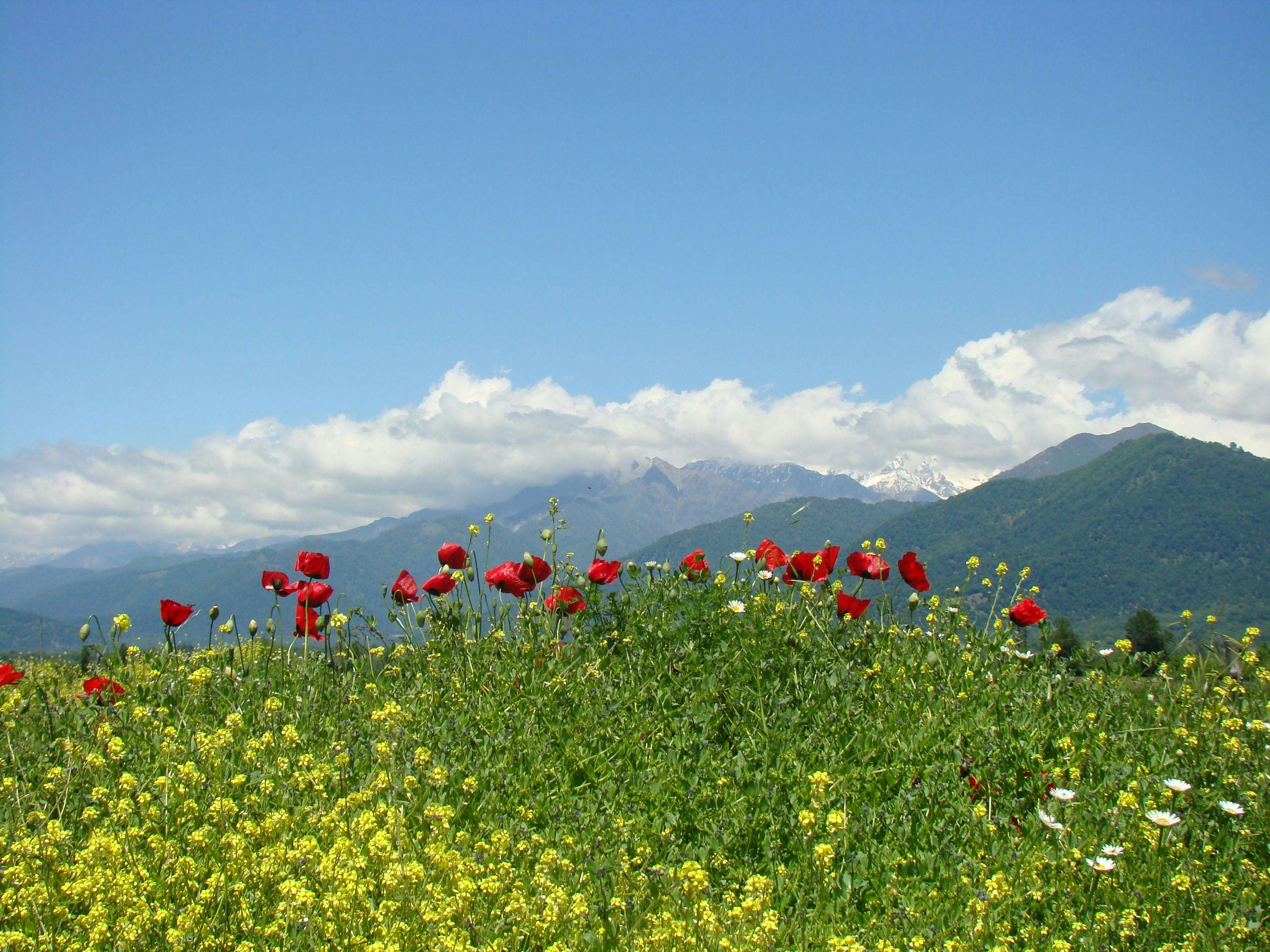 英语美文｜华兹华斯：我孤独地漫游，像一朵云 