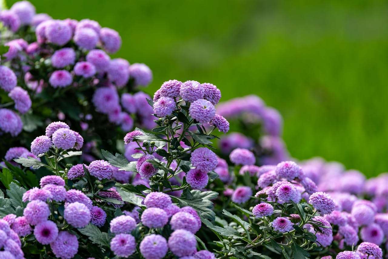 节日营销不缺席：6个英文节日促销邮件模板提升转化