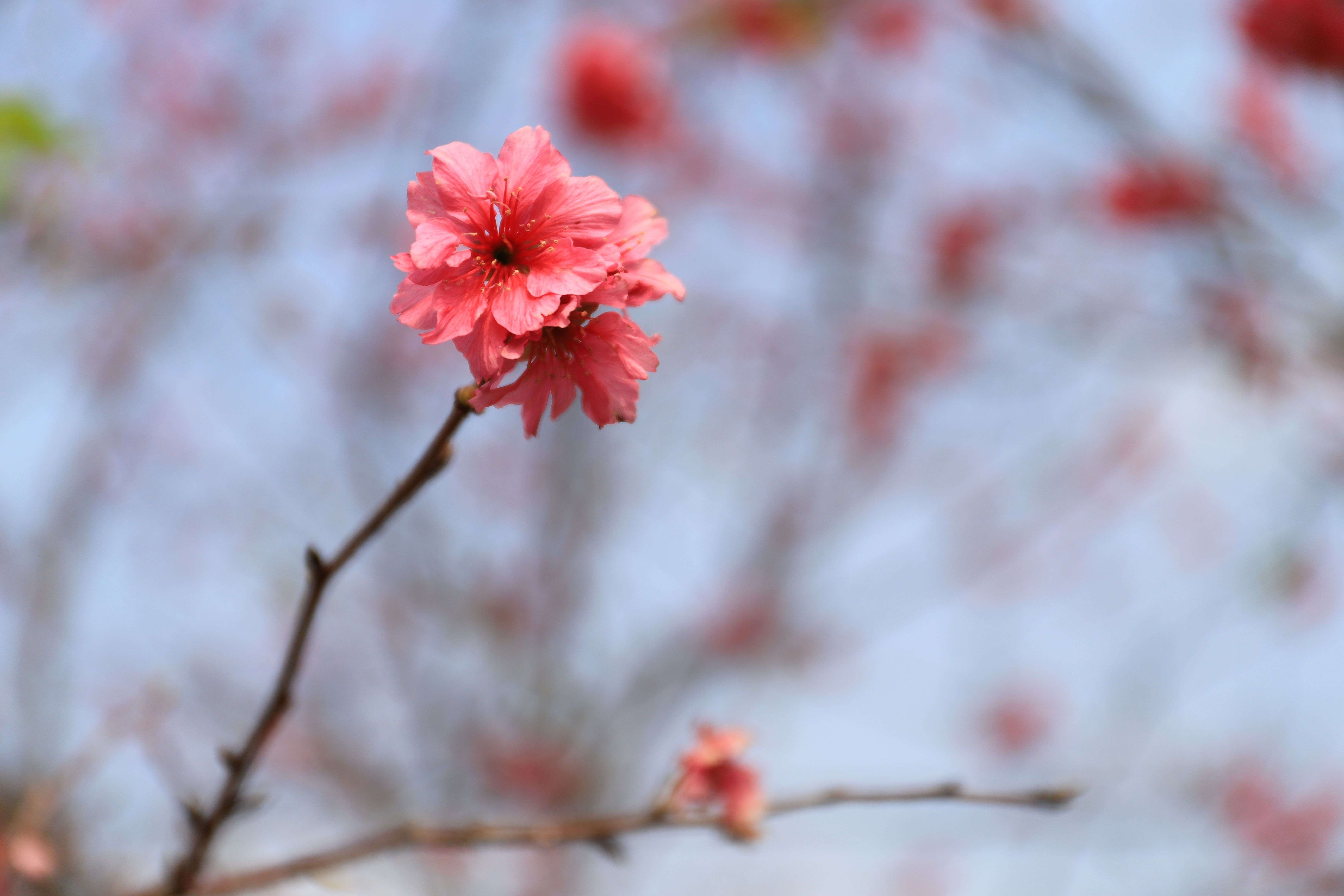 我最敬佩的人：我的母亲（The Person I Admire Most: My Mother）