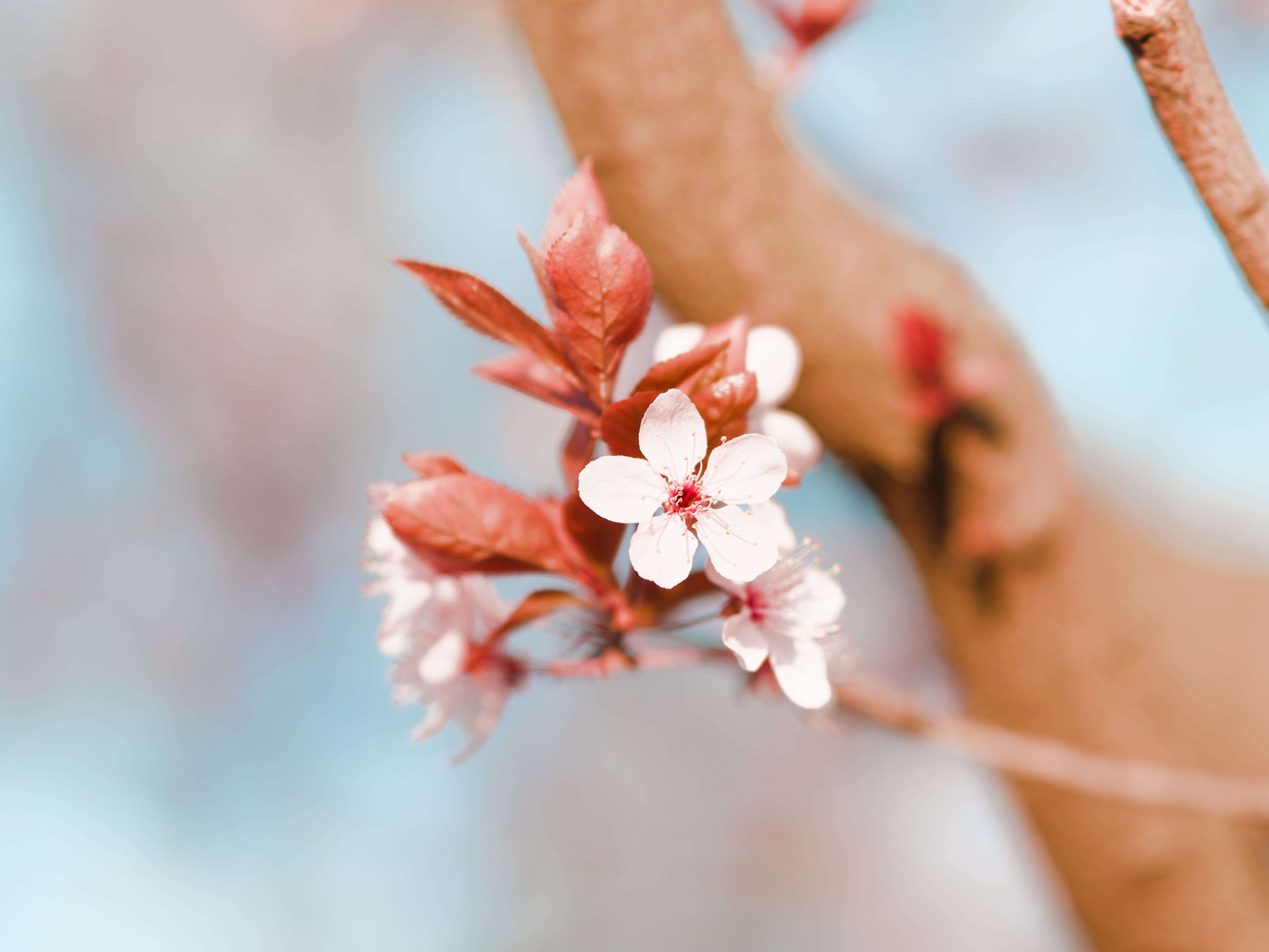 中国传统节日英语作文6篇：春节、中秋、端午全涵盖